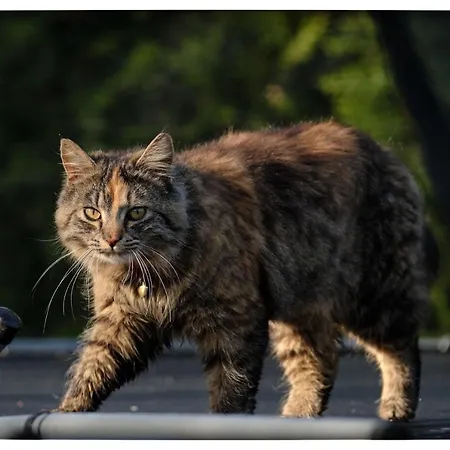 Hortensjowy Zakatek *