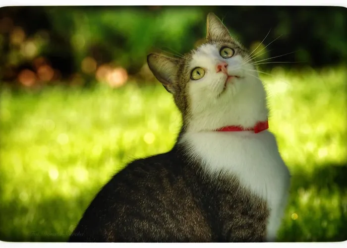 Apartman Hortensjowy Zakatek *