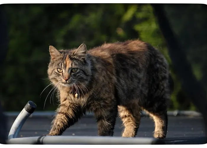 Hortensjowy Zakatek *